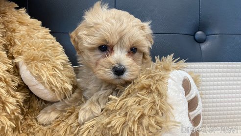 成約済の兵庫県のマルプー:マルチーズ×トイプードル-319142の5枚目
